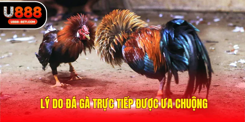 Lý do đá gà trực tiếp được ưa chuộng